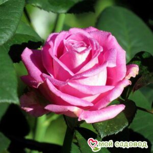 Роза чайно-гибридная Аква в Анапе