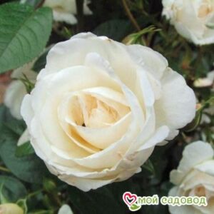 Роза Спрей белый в Анапе