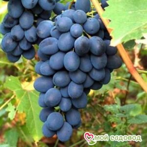 Ароматный и сладкий виноград “Августа” в Анапе