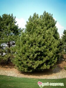 Сосна Чёрная (Pinus Nigra) в Анапе