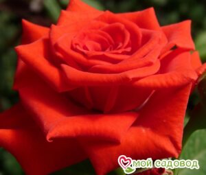 Роза чайно-гибридная Корвет в Анапе
