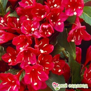 Вейгела цветущая “Ред Принц” в Анапе