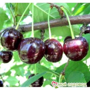 Саженцы вишни – Чудо-вишня в Анапе
