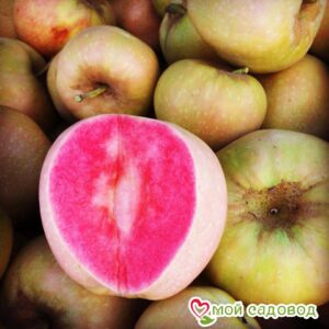 Яблоня Розовый жемчуг в Анапе