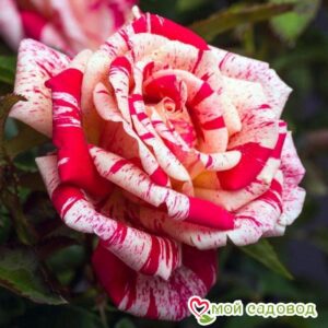 Роза чайно-гибридная Папагено в Анапе