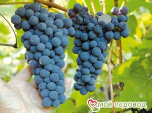 Виноград Амурский синий в Анапе