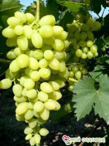 Виноград Осенний крупноплодный в Анапе