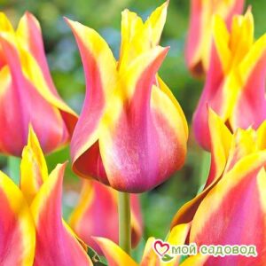 Тюльпан лилиецветный Баллада Дрим в Анапе