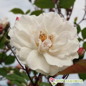 Роза Белый каскад в Анапе